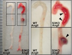 6389743390636729597458676