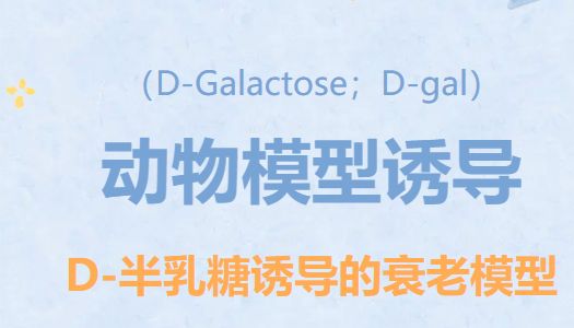 动物模型诱导——D-半乳糖诱导的衰老模型