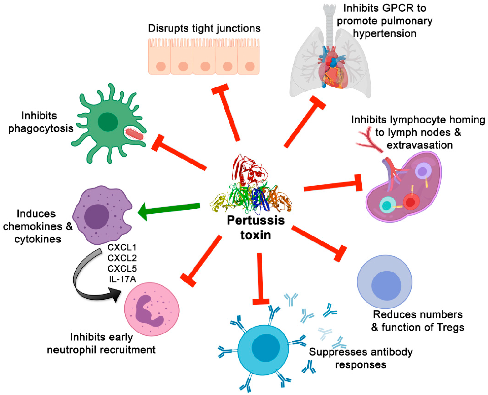 2025 年百日咳（Bordetella pertussis）研究：流行病学、毒力靶点与疫苗展望