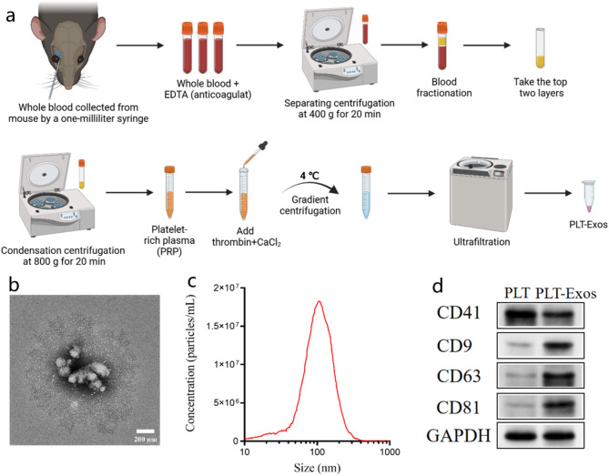 外泌体提取鉴定 外泌体提取鉴定