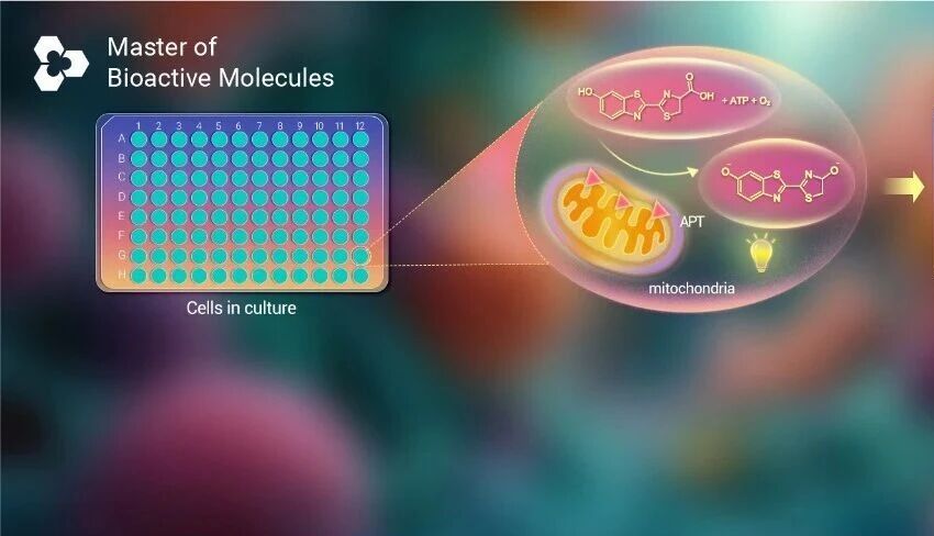 细胞活力检测方法大盘点∶ MTT CCK-8 ATP 发光检测法才是新晋 C 位！