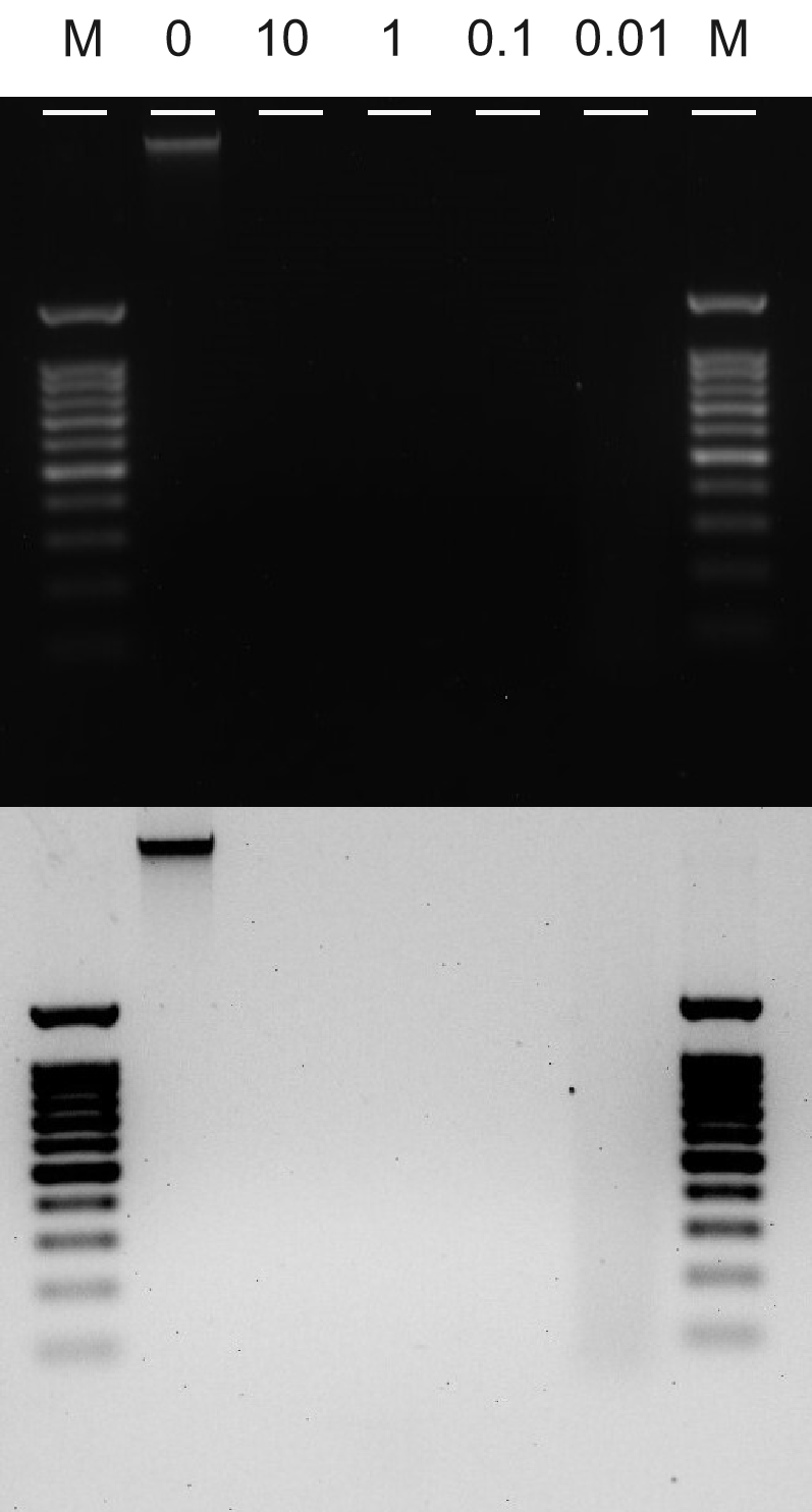 Hyperactive pA/G-MNase for CUT