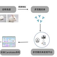 多克隆抗体测序