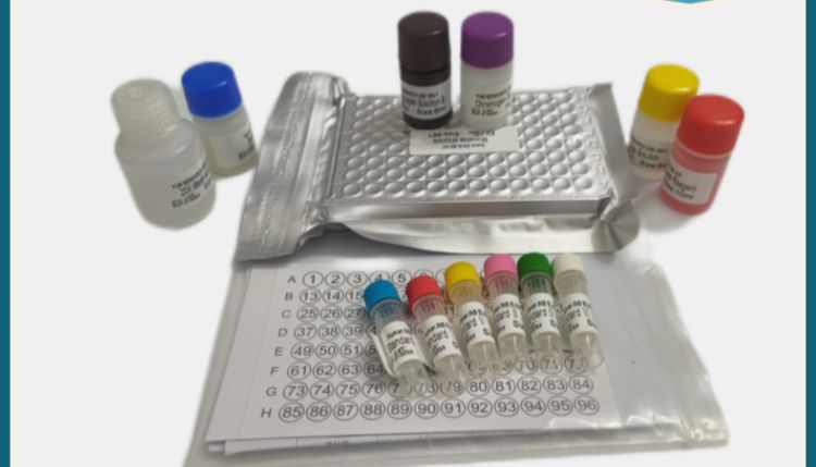 ELISA 酶联免疫吸附测定的原理、步骤与应用