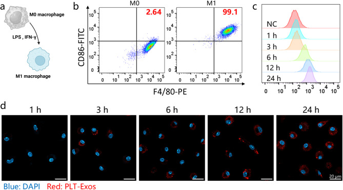 细胞摄取 细胞摄取