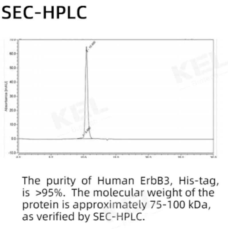 Recombinant Human ErbB3 (HER3) Protein (His Tag) 