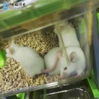 流感病毒药物Balb/c小鼠体内给药攻毒感染实验