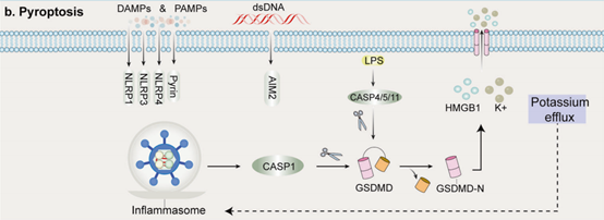 细胞焦亡系列篇【1】什么是细胞焦亡及细胞焦亡的执行者：GSDMs家族