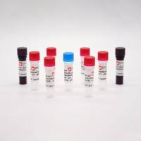 鹦鹉热衣原体IncA基因核酸检测试剂盒（荧光PCR法）