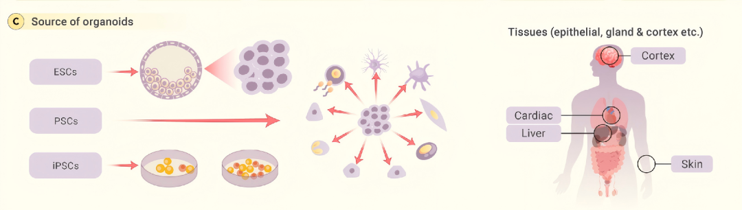 每周凯会│未来已来，类器官重塑生命科学研究范式