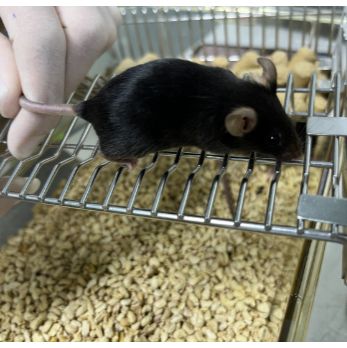 P2新冠假病毒动物攻毒保护实验（不含转基因小鼠）