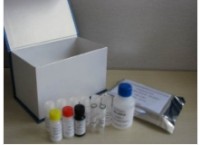 猴B病毒(BV)检测试剂盒规格