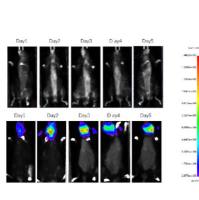 小动物活体成像效价评估（LUC）
