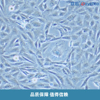 C3H/10T1/2, Clone 8细胞