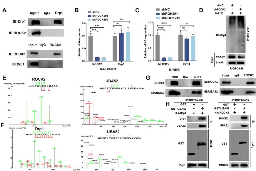 AtaGenix蛋白定制服务助力研究CCA细胞对Pemigatinib的耐药机制