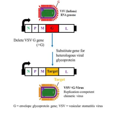 新冠假病毒（复制型）定制