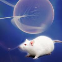 疾病动物模型定制