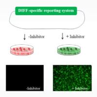 抗新冠病毒药物蛋白酶靶点体外细胞药效评价EC50/IC50检测