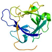 Human FGF-19 Protein, 4-216aa, His-tag