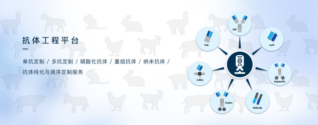 抗体平台.png