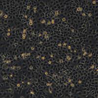 浙江美森-猪肾细胞LLC-PK1现货