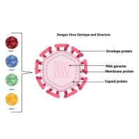 重组登革病毒DENV-4 Envelope蛋白 | Dengue Virus Serotype 4