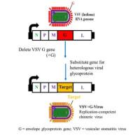 抗新冠病毒药物体外细胞药效评价EC50/IC50检测