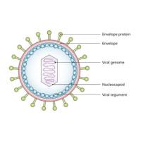 重组EBV BALF4蛋白 | Recombinant EBV/HHV4 BALF4, 90