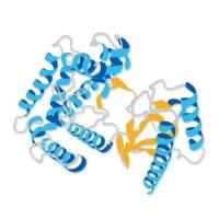 重组人Tau441蛋白 | Recombinant Human Tau441, 1-441aa
