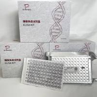 人（Human）突触足蛋白(SYNPO)ELISA检测试剂盒