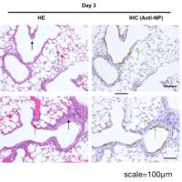 组织病理切片（HE染色法）