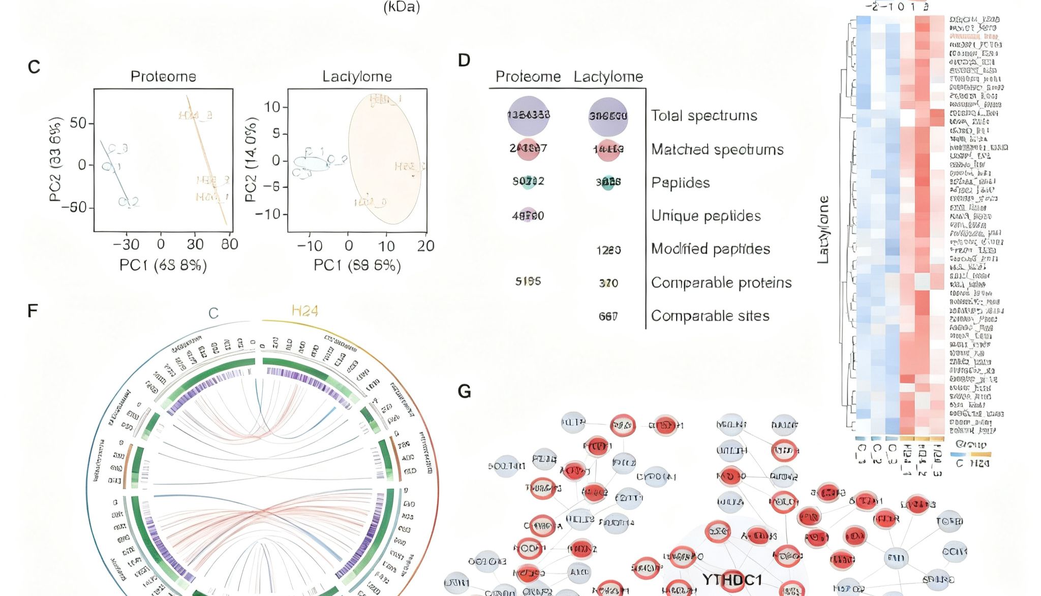 泛修饰抗体：如何开启蛋白质翻译后修饰研究新视野？
