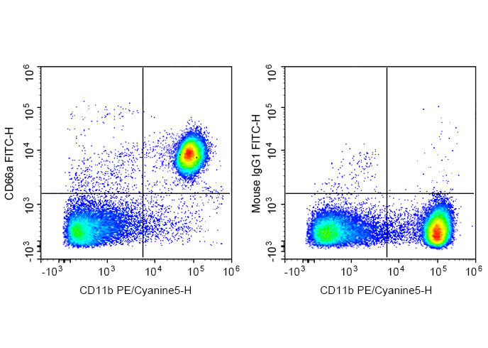 FITC Anti-Mouse CD66A Antibody