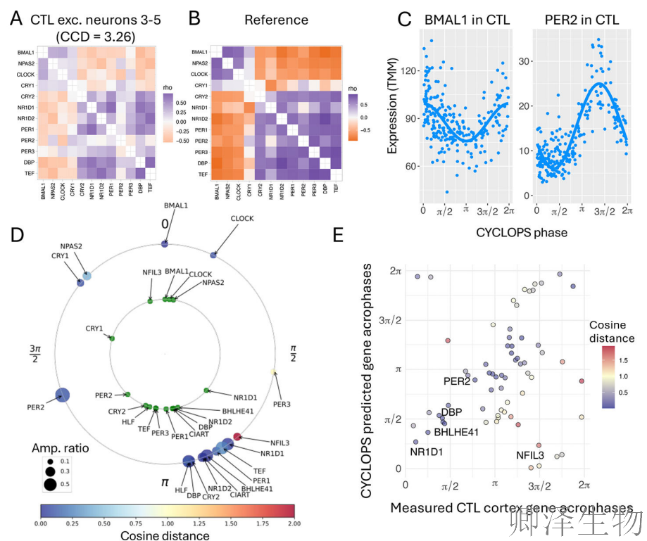 【脑细胞生物钟图谱】 | 生物钟紊乱：阿尔茨海默病背后的“蛋白质工厂”停工危机