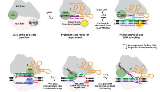 精准改造生命密码：基因编辑技术是什么？