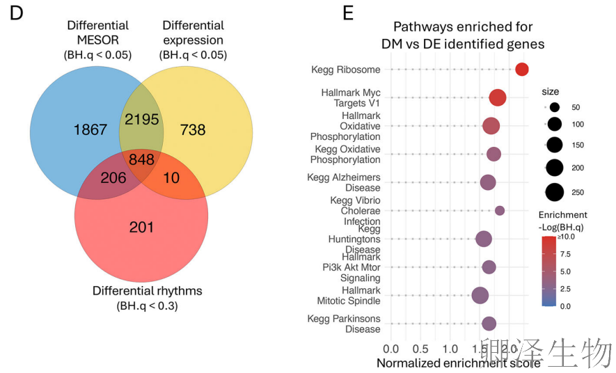 【脑细胞生物钟图谱】 | 生物钟紊乱：阿尔茨海默病背后的“蛋白质工厂”停工危机