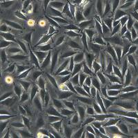 浙江美森-胶质母细胞瘤 LN-229