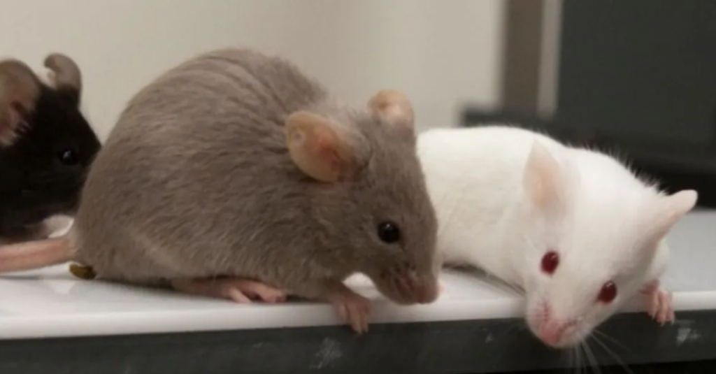 改善唐氏综合征:生命早期干预或成关键