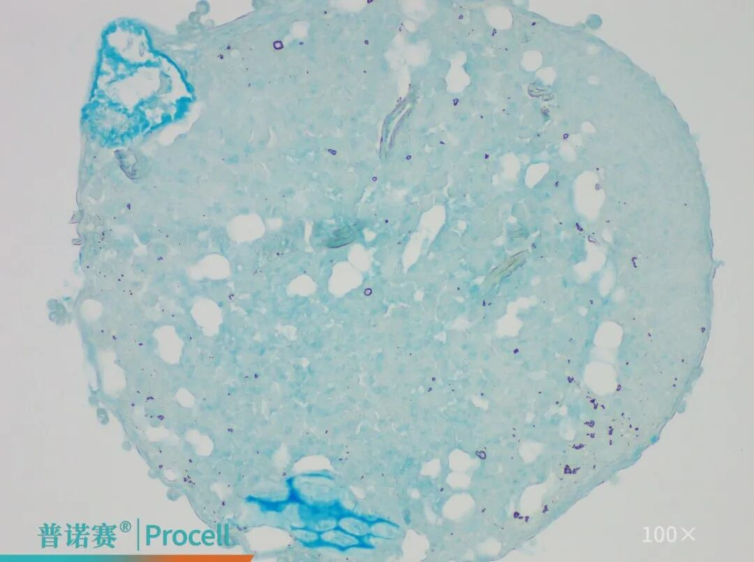 大鼠骨髓间充质干细胞成软骨分化鉴定结果