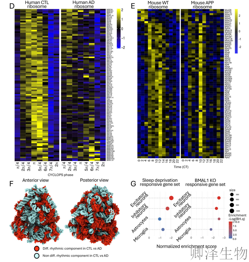 【脑细胞生物钟图谱】 | 生物钟紊乱：阿尔茨海默病背后的“蛋白质工厂”停工危机