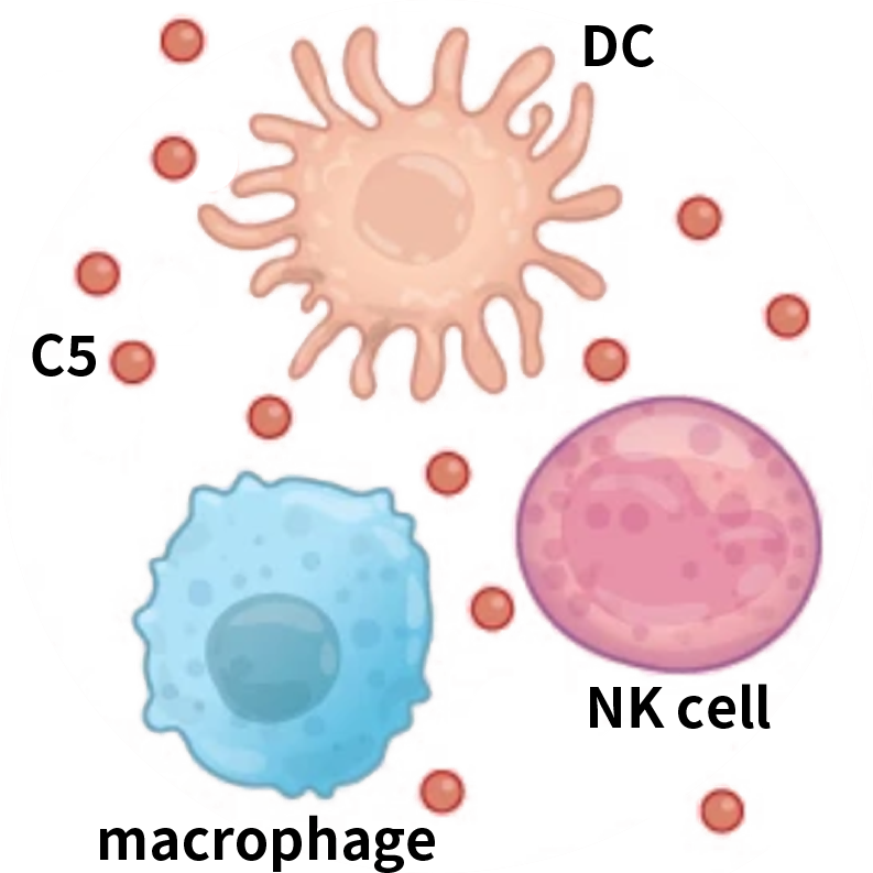 一文讲清！免疫缺陷小鼠选择黄金指南
