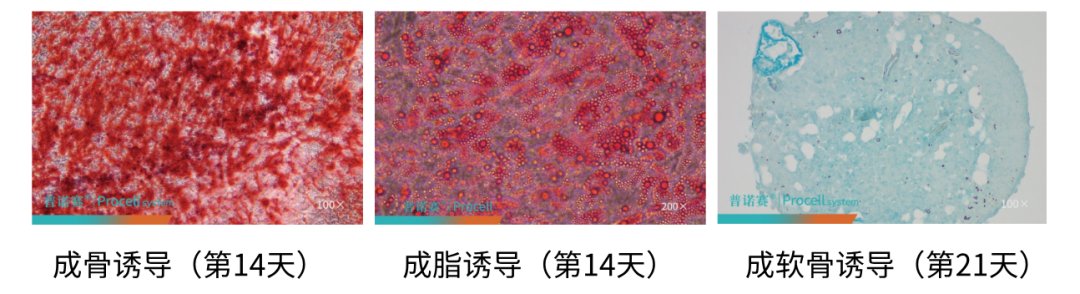 大鼠骨髓MSCs三系分化鉴定结果