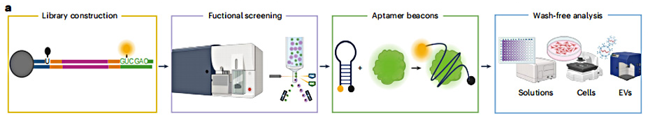 开发系统性功能筛选平台,可高效制备可切换适体信标探针