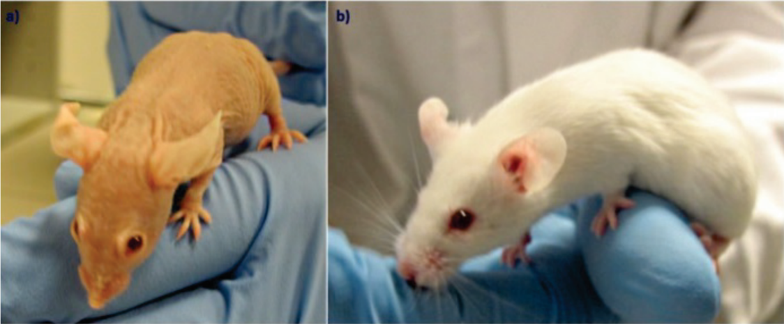 一文讲清！免疫缺陷小鼠选择黄金指南