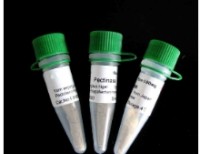 芳基硫酸酯酶B抗体