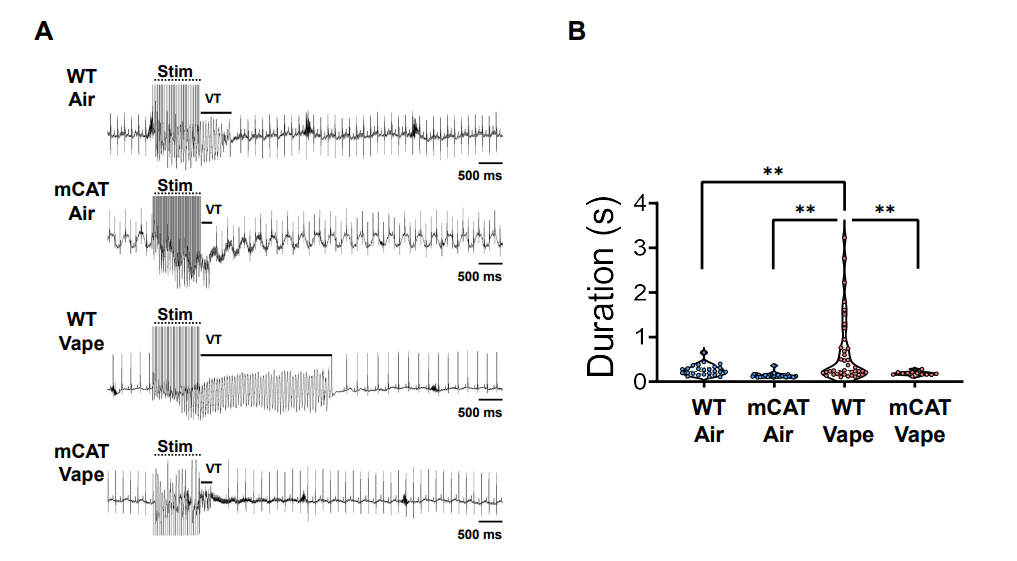 MED64平面微电极矩阵记录系统文章分享,美国科研团队发表Oxidative stress mediates cardiac electrophysiological injury in inhalation exposure to flavored vaping products 报告