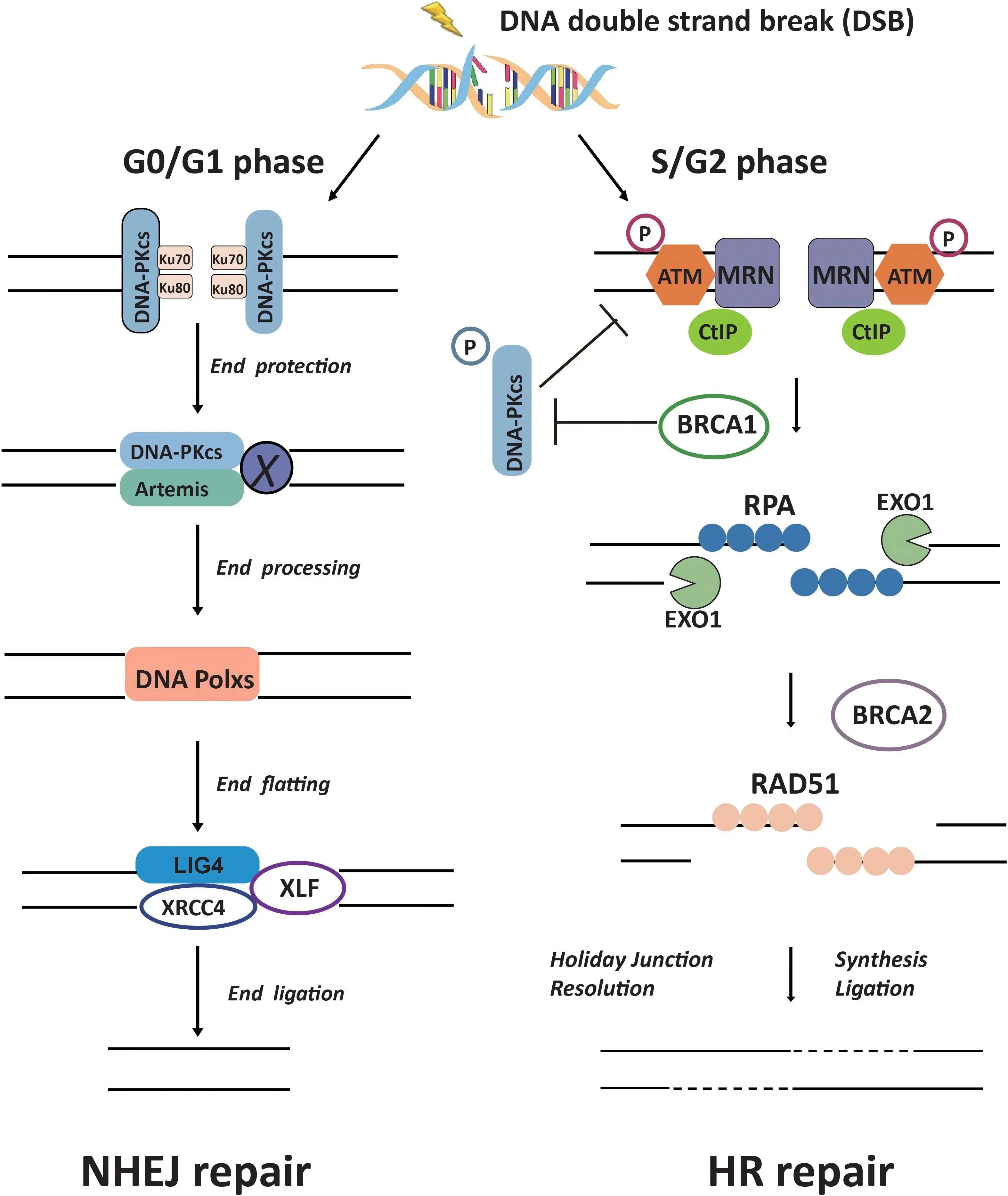 一文讲清！免疫缺陷小鼠选择黄金指南