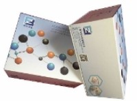 人类免疫缺陷病毒ELISA试剂盒