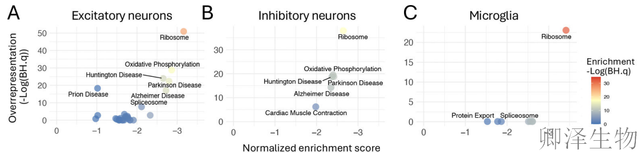【脑细胞生物钟图谱】 | 生物钟紊乱：阿尔茨海默病背后的“蛋白质工厂”停工危机