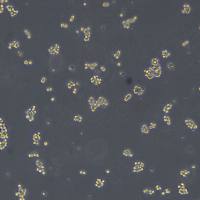 浙江美森-小细胞肺癌细胞SHP77现货